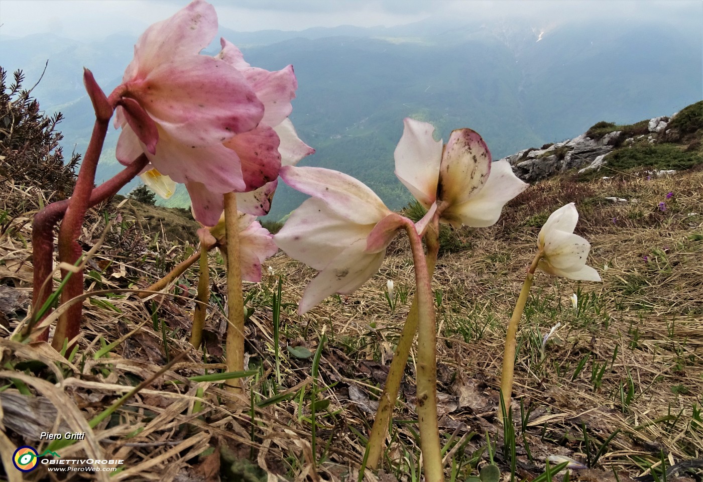 58 Ellebori (Helleborus niger)  in avanzata fioritura ancora in forma.JPG